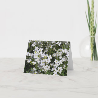 Mountain Rock Cress (Arabis alpina) Karte