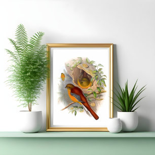 Mountain Trogon  Poster