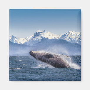Mountains   Breaching Whale Glacier Bay, Alaska Magnet