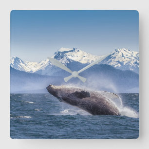 Mountains   Breaching Whale Glacier Bay, Alaska Quadratische Wanduhr