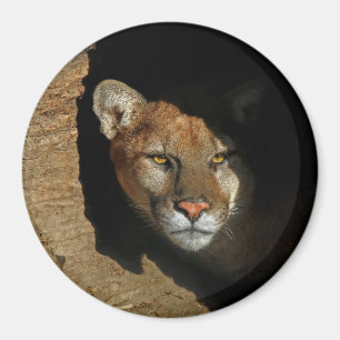 Mountian Lion versteckt sich in Log 3" Magnet