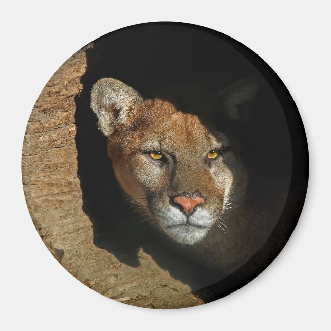 Mountian Lion versteckt sich in Log 3" Magnet (Vorne)