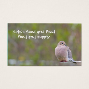 Mourning Dove
