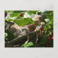 Mourning Dove and Baby Nesting in Mulberry Tree