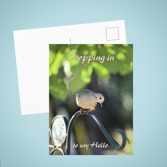 Mourning Dove Dropping in to Say Hello Postkarte (Von Creator hochgeladen)