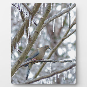 Mourning Dove Fotoplatte
