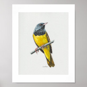 Mourning Warbler Art Print Poster