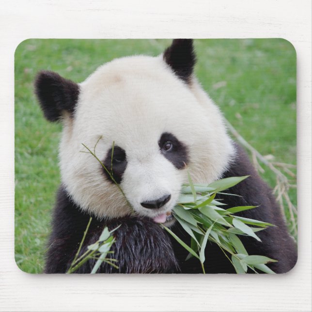 Mouse Pad Foto giant panda , animals 0261. Mousepad (Vorne)