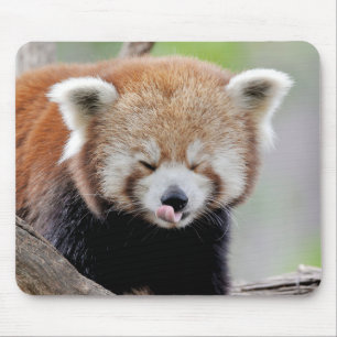 Mouse Pad Foto Red panda , animals 0393. Mousepad