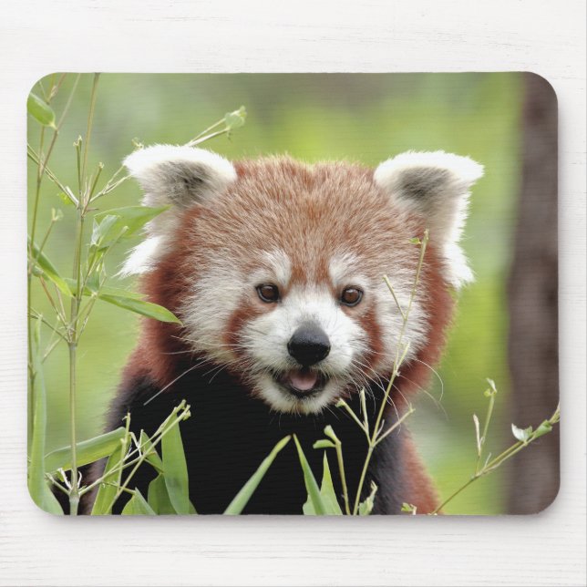 Mouse Pad Foto roter Panda, Tiere 0392. Mousepad (Vorne)