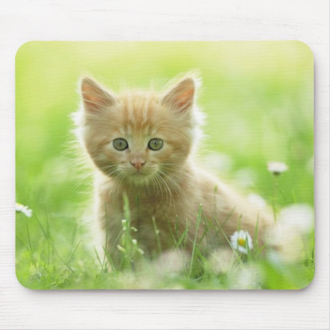 Mouse Pad-Kitten Mousepad (Vorne)