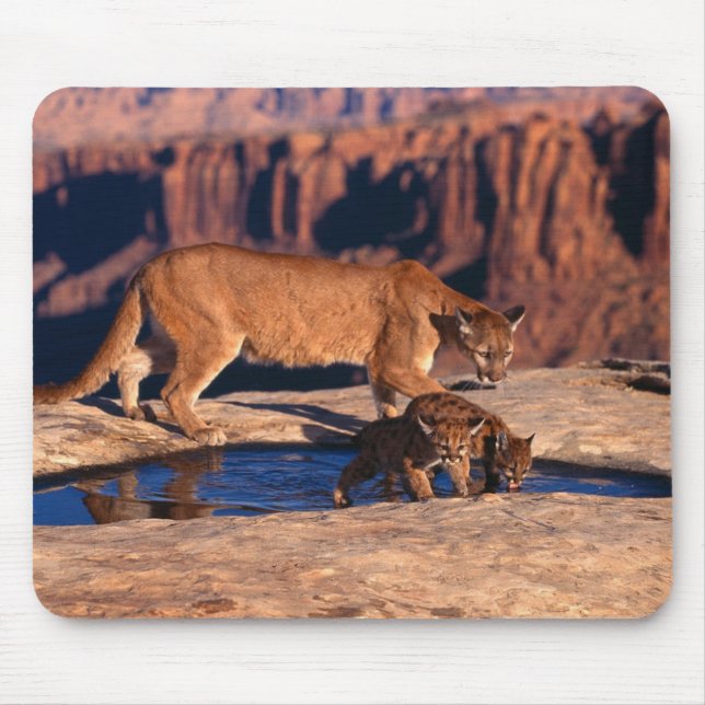 Mouse Pad-Mountain Lion & Cubs Mousepad (Vorne)