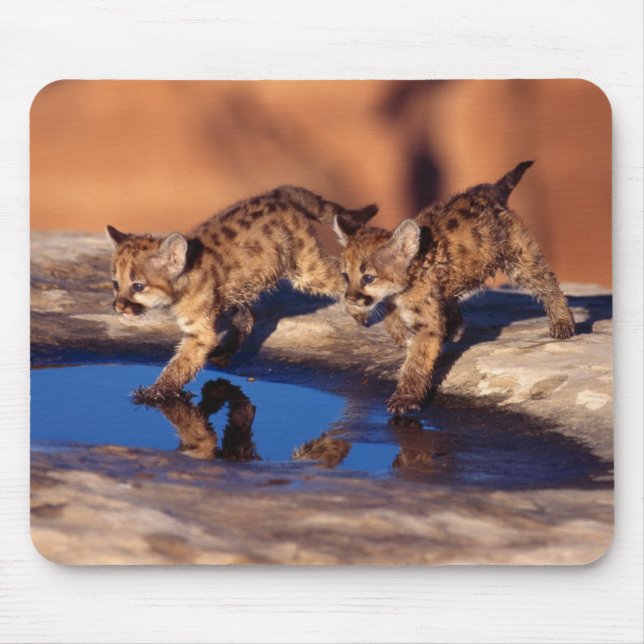 Mouse Pad-Mountain Lion Cubs Mousepad (Vorne)