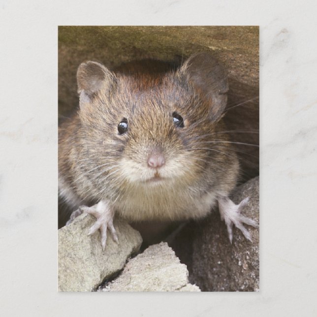 Mouse Portrait Postkarte (Vorderseite)