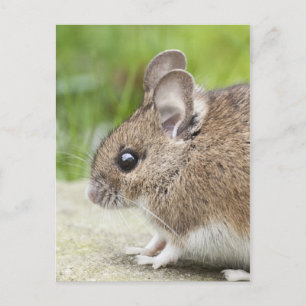 Mouse-Profil Postkarte
