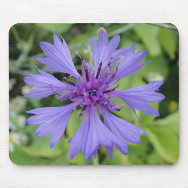 Mousepad Blaue Kornblume (Vorne)