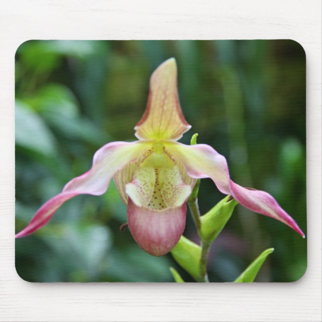 Mousepad - Ladyslipper (Vorne)