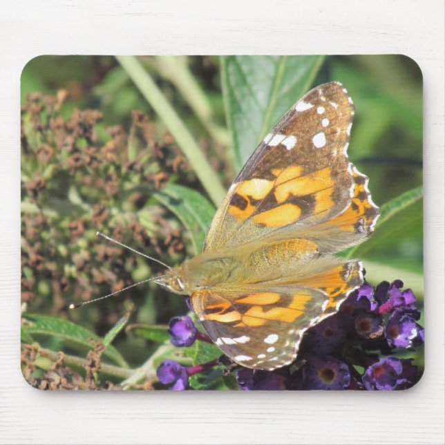 Mousepad - Orange Butterfly auf Lila Blume (Vorne)