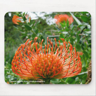 Mousepad - Protea-Button-Kissen-Blume