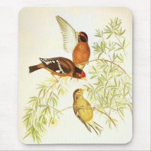 Mousepad Vintag Spectacled Finch Birds