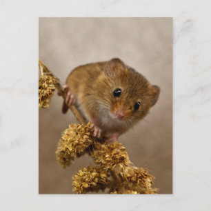 Mousie Postcard Postkarte