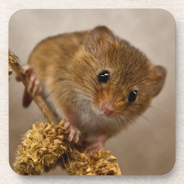 Mousie-Set mit 6 Untersetzern Untersetzer (Vorderseite)