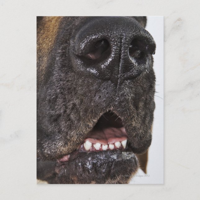 Mouth of Great Dane, nah-up Postkarte (Vorderseite)