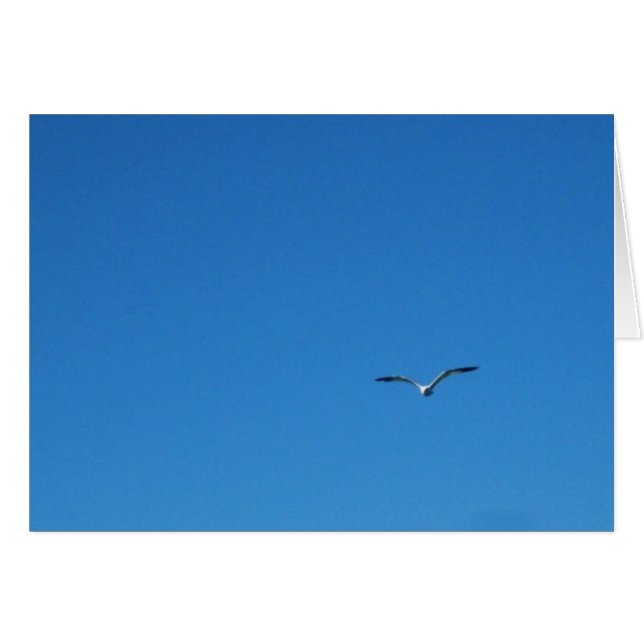 Möve (Vorderseite (Horizontal))