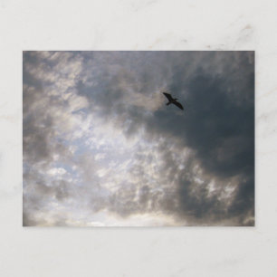 Möwe am Dämmerungsstrand Vogel Fotografie Postkarte