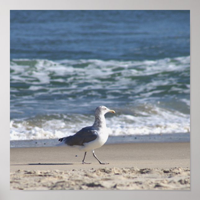 Möwe am Strand Poster (Vorne)