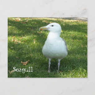 Möwe auf dem Gras Postkarte