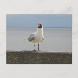 Möwe auf der Mauer an der Nordsee Postkarte