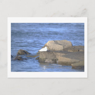 Möwe auf einer Felsenpostkarte Postkarte