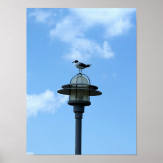 Möwe auf Lichtposter Poster