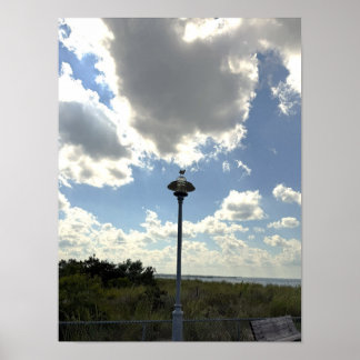 Möwe auf Lichtposter Poster