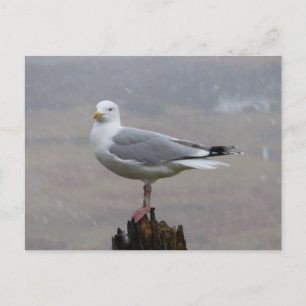Möwe auf Pfosten Schnee Britischer Winter Gull Rus Feiertagspostkarte
