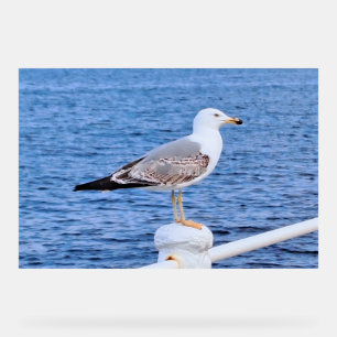 Möwe Constanta Rumänien – Schwarzmeer-Fotografie Acrylschild