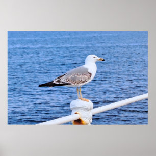 Möwe Constanta Rumänien – Schwarzmeer-Fotografie Poster