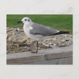 Möwe Fine Art Originale Strandfotografie Postkarte