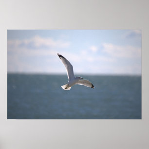 Möwe Flug Foto Poster