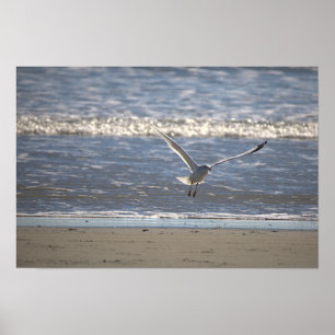 Möwe Flug Foto Poster