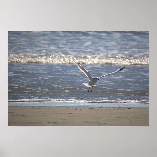 Möwe Flug Foto Poster (Vorne)