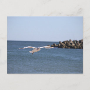 Möwe Flug Postkarte
