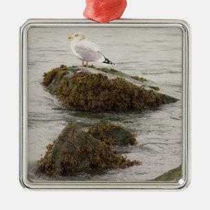 Möwe Foto Ornament Aus Metall