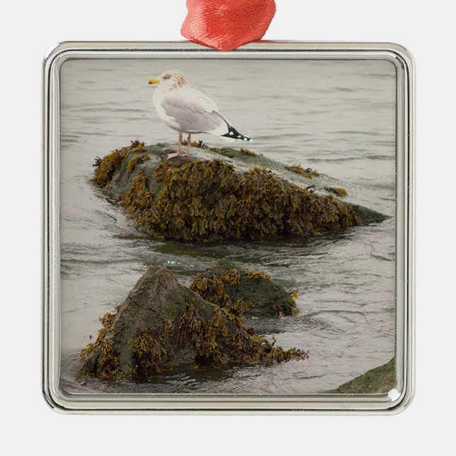 Möwe Foto Ornament  Aus Metall (Vorne)