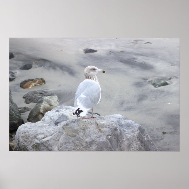 Möwe Foto Poster  (Vorne)