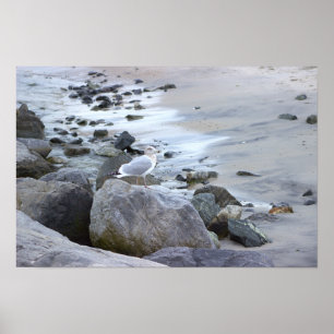 Möwe Foto Poster