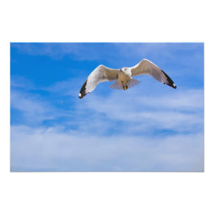 Möwe hoch über einem blauen Himmel fliegend Fotodruck