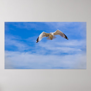Möwe hochfliegend gegen einen blauen Himmel Poster