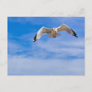 Möwe hochfliegend gegen einen blauen Himmel Postkarte